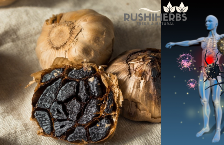 Black garlic for immune support