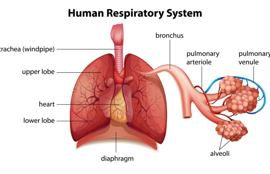Moringa for respiratory health